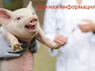 Обязательное соблюдение мер, направленных на предотвращение распространения и ликвидацию очагов африканской чумы свиней